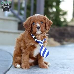 Mr. Bentley, Cavapoo Puppy